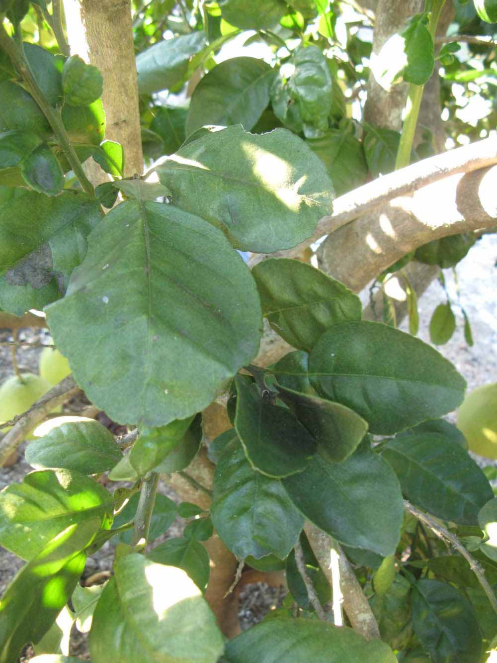            Shade leaves (Winter Haven, FL)   